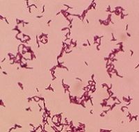 Антивоспалительное действие Propionibacterium acnes. Часть 1